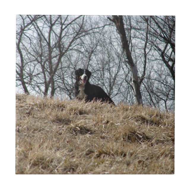 Carreau Bernese Mt. Dog (Devant)