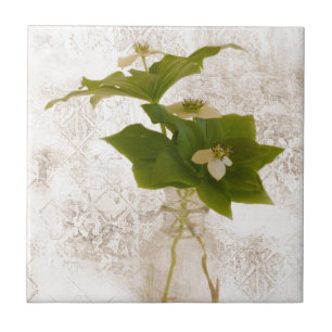 Carreau Berry Bouche de Dogwood texturé dans Jar Vie mort