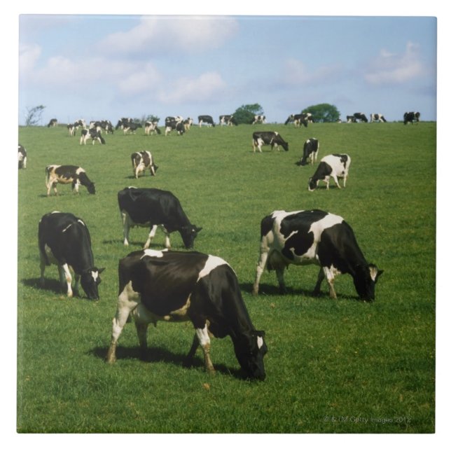 Carreau Bétail de frison du Holstein, Irlande (Devant)