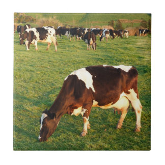 Carreau Bétail du Holstein