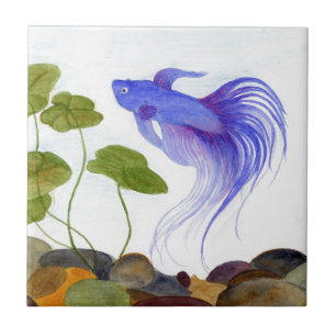 Carreau Betta fish