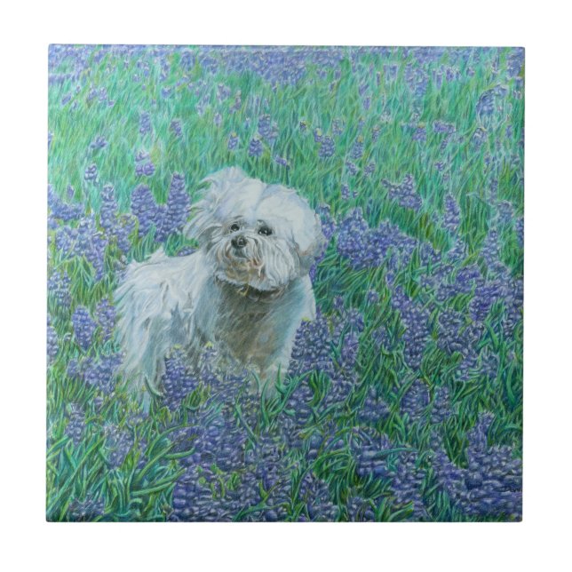 Carreau Bichon Frise (Devant)