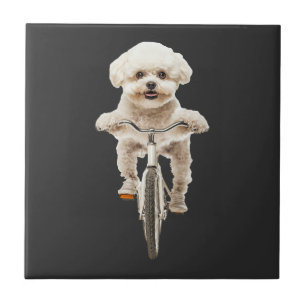 Carreau Bichon frisé
