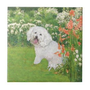 Carreau Bichon Frise Fantaisie Corail