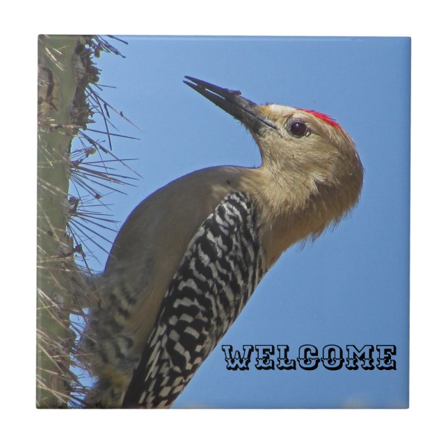Carreau Bienvenue Gila Woodpecker Photo Southwest Bird (Devant)