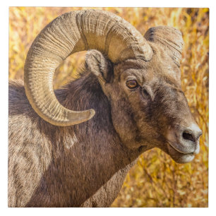 Carreau Big Horn Ram