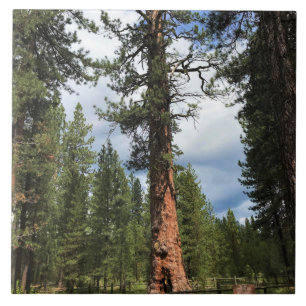 Carreau Big Red Tree, La Pine OU