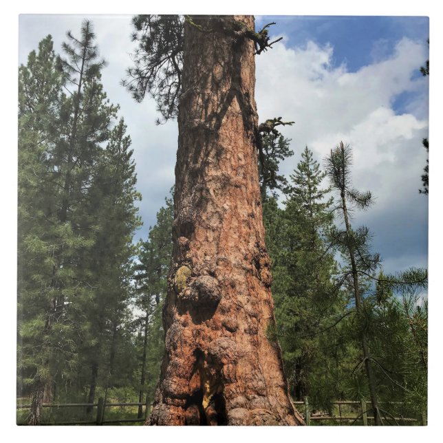 Carreau Big Red Tree, La Pine OU (Devant)
