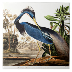 Carreau Bird - Louisiana Heron par John James Audubon