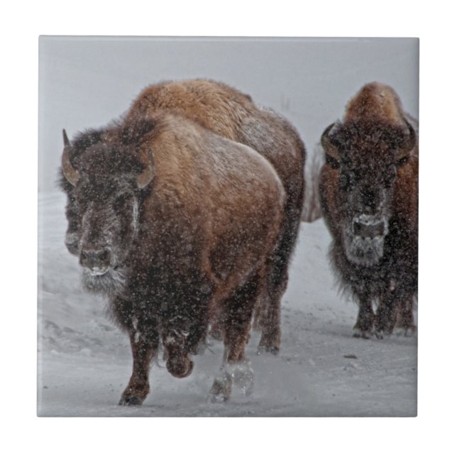 Carreau Bison de Yellowstone (Devant)