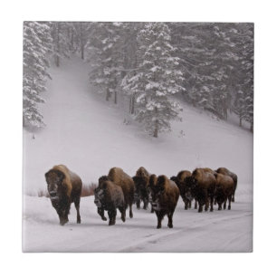 Carreau Bison en hiver