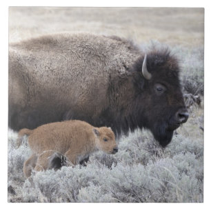 Carreau Bisonne et veau Bison, Yellowstone