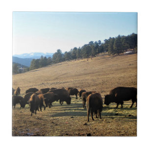 Carreau Bisons dans le Colorado