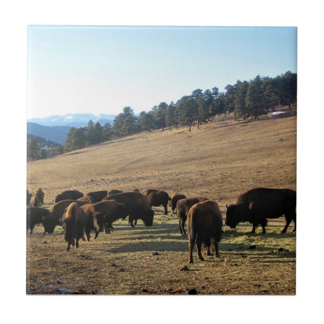 Carreau Bisons dans le Colorado (Devant)