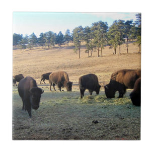 Carreau Bisons dans le Colorado