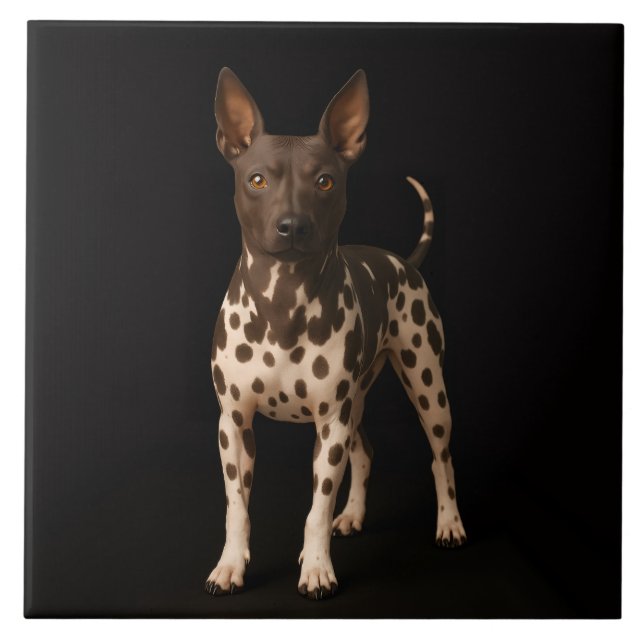 Carreau Black 4 Luxe Tile with Hairless Terrier Dog (Devant)