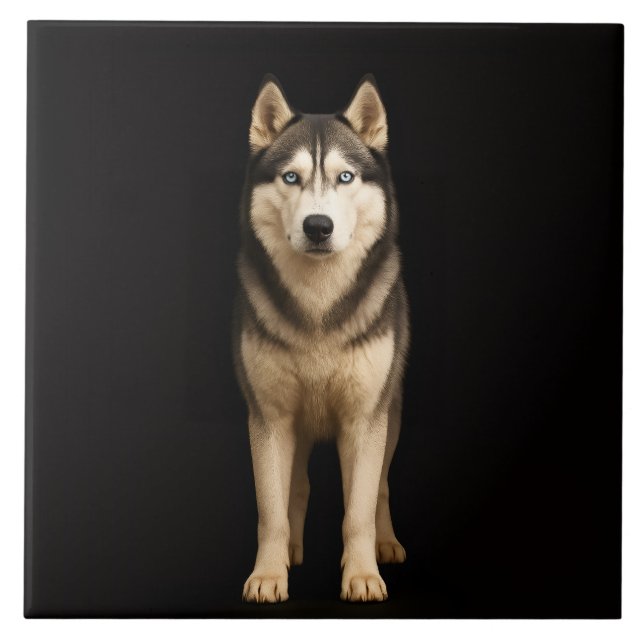 Carreau Black 4 Luxe Tile with Icy Elite Husky (Devant)