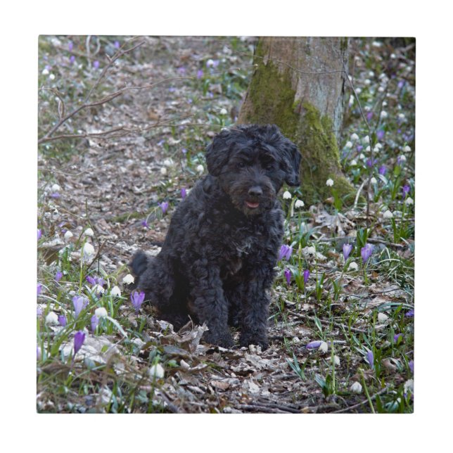 Carreau Black Anglais Springer Spaniel (Devant)