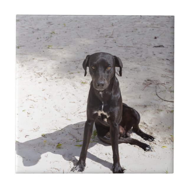 Carreau Black dog avec evil eye (Devant)