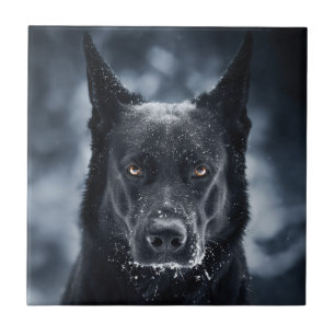 Carreau Black German Shepherd