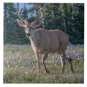Carreau Blacktail Deer Buck Parc national olympique