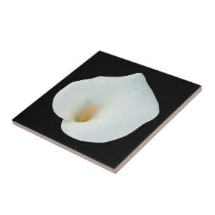 Carreau Blanc Calla Lily Jardin Fleur Jardin Photo