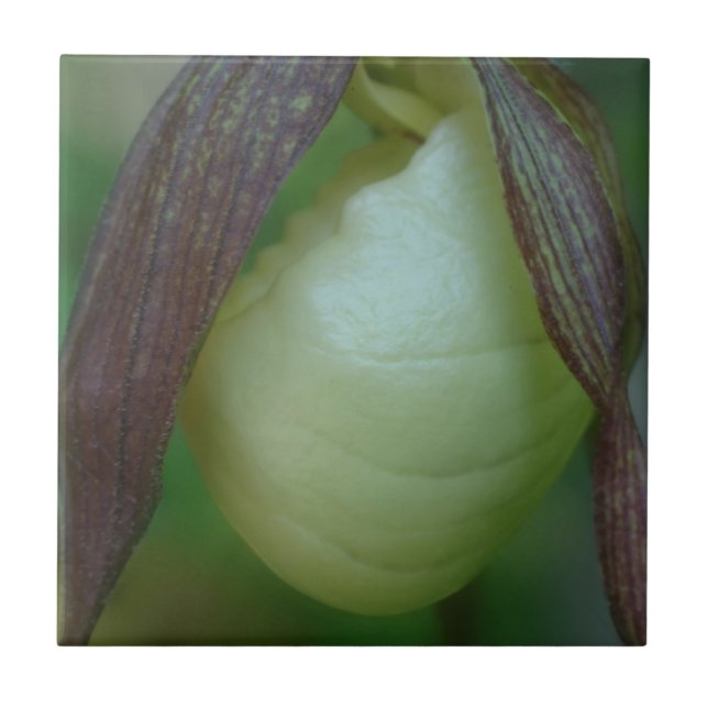 Carreau Blanc Lady Slipper Orchidée Fleur Nature (Devant)