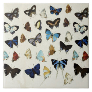 Carreau BLANC NOIR BUTTERFLIES BLEU Beauté Nature Lover