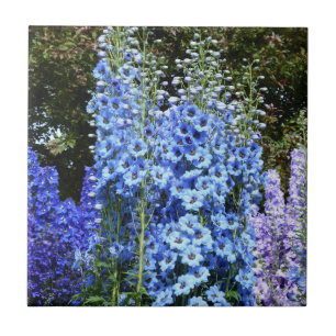 Carreau Bleu Delphinium Fleurs Florales Jardin Nature