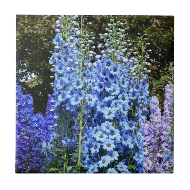 Carreau Bleu Delphinium Fleurs Florales Jardin Nature (Devant)