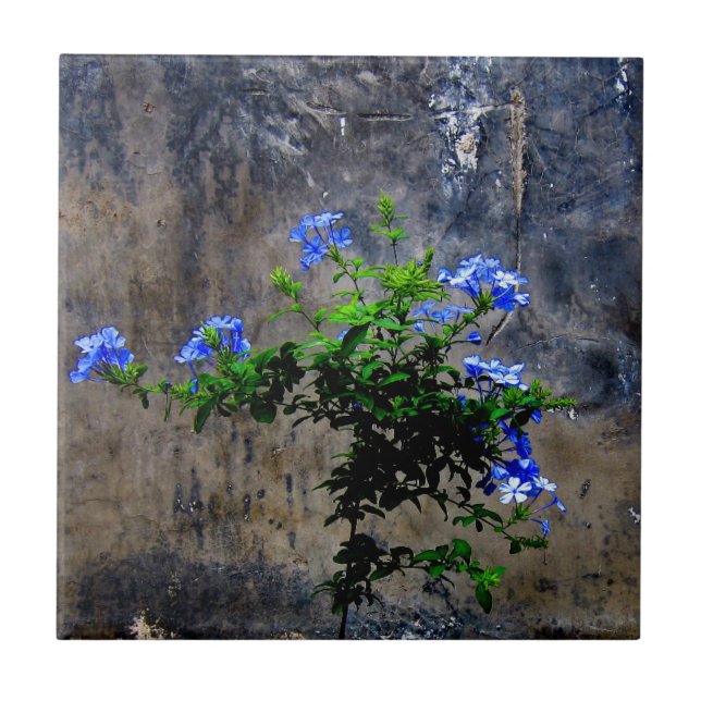 Carreau Bleu Plumbago (Devant)