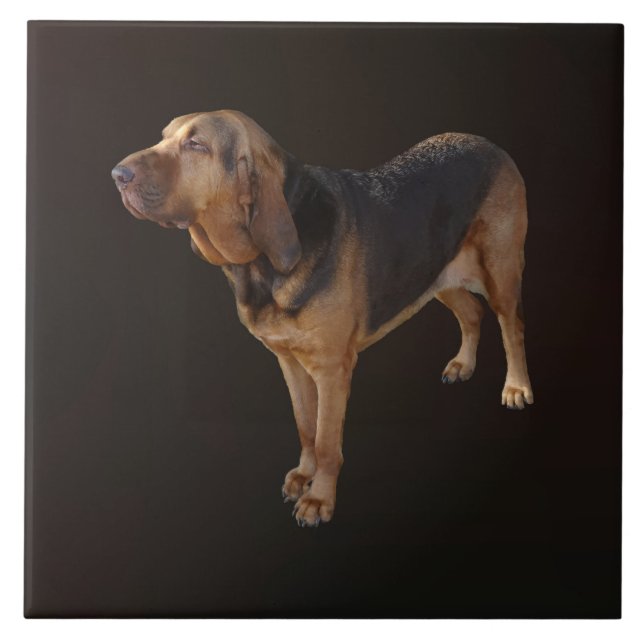 Carreau Bloodhound (Devant)