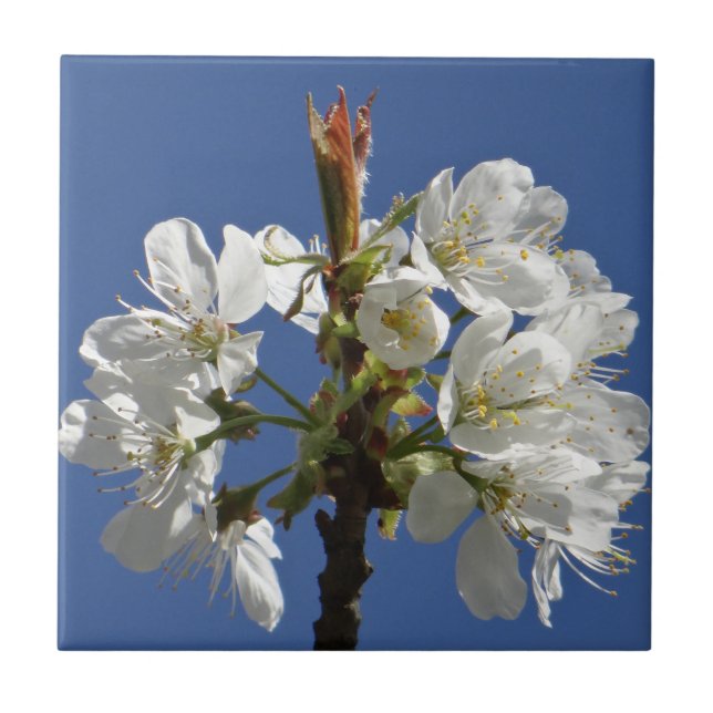 Carreau Bloom du printemps blanc (Devant)