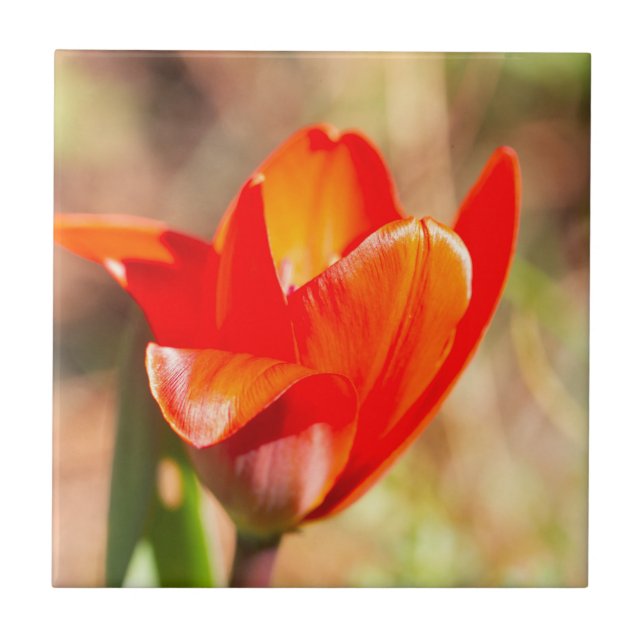 Carreau Blossom de la tulipe rouge (Devant)