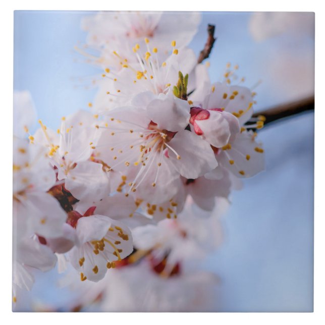 Carreau Blossom des abricots japonais (Devant)