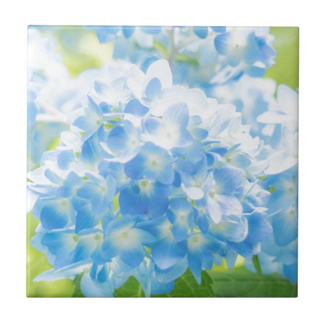 Carreau Blue Hydrangea (Devant)