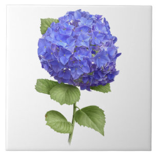 Carreau Blue Hydrangea Flower Botanical Art