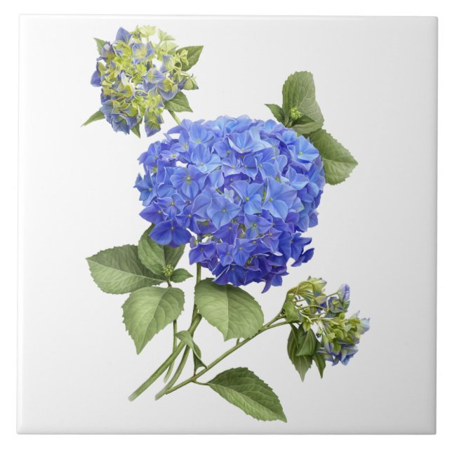 Carreau Blue Hydrangea Flower Botanical Art (Devant)