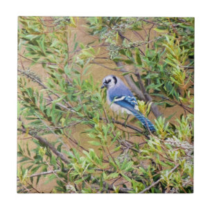 Carreau Blue Jay sur Southern Wax Myrtle