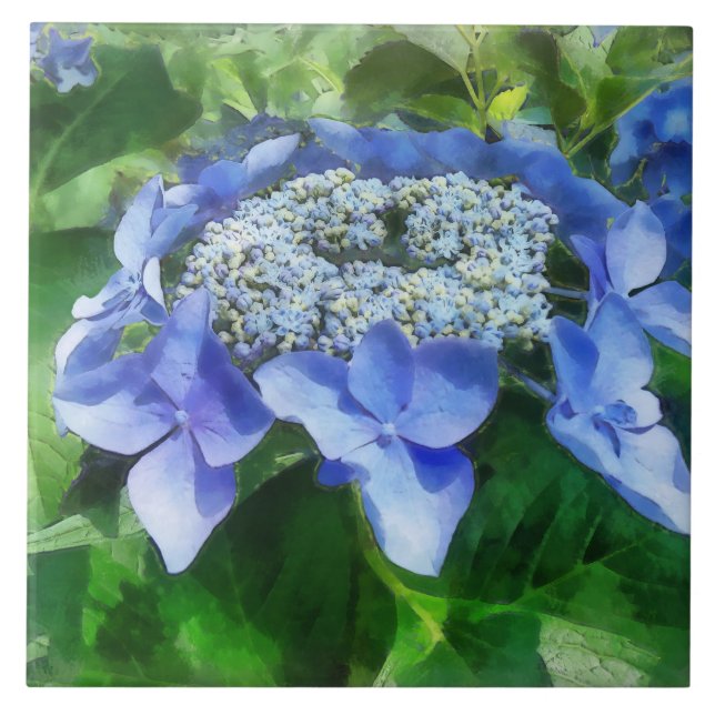 Carreau Blue Lace Casquette Hydrangea Let's Dance Starligh (Devant)