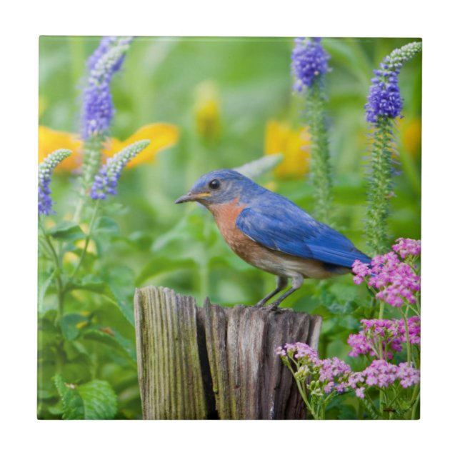 Carreau Bluebird peins on fence post in flower garden (Devant)