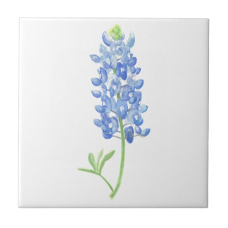 Carreau Bluebonnet
