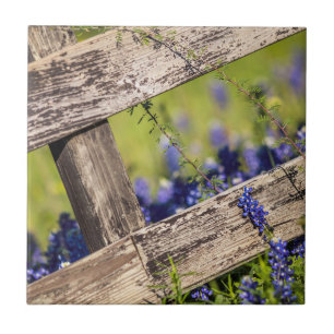 Carreau Bluebonnets de Texas autour d'une barrière de pays