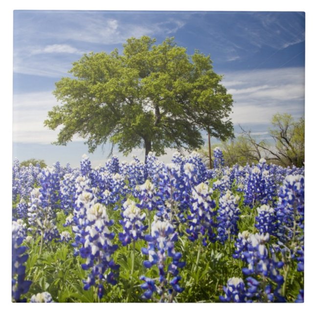 Carreau Bluebonnets du Texas (lupinus texensis) et chêne (Devant)