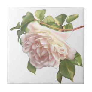 Carreau Blushing Ivory Peach Rose