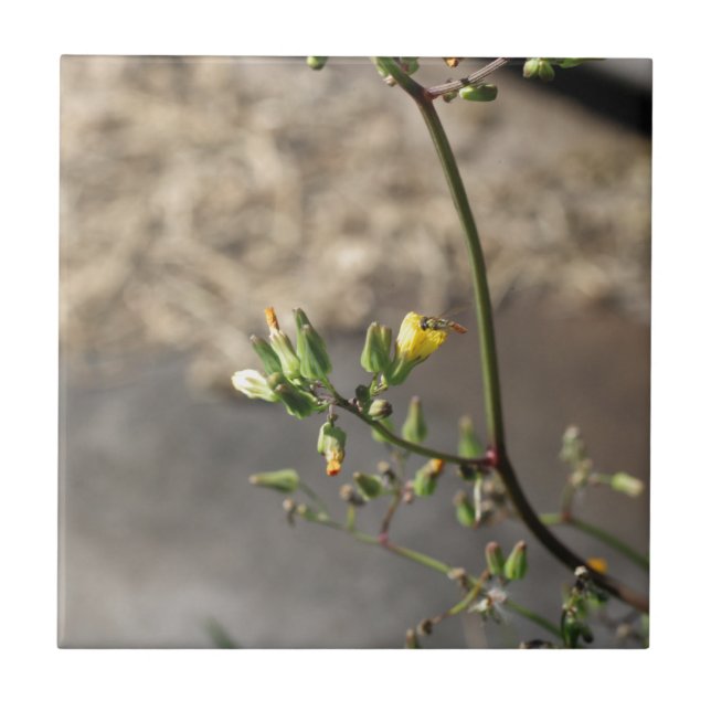 Carreau Bogue sur la fleur (Devant)