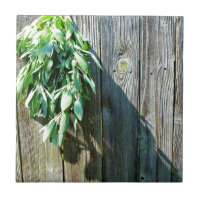 Bois de Grange frais coupé