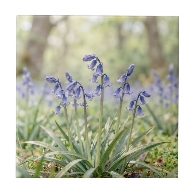 Carreau Bois de Jacinthe Violette Serein en Fleur (Devant)