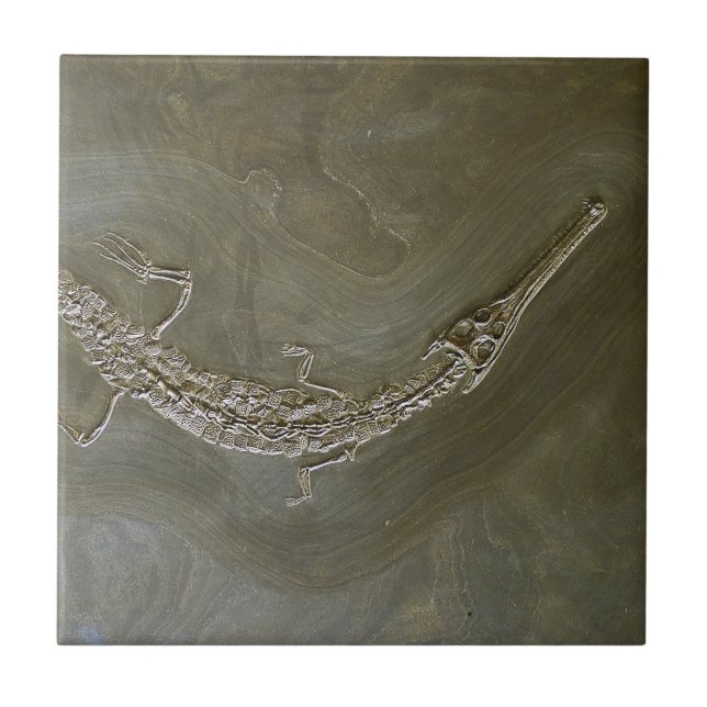 Carreau Bollensis fossile de Steneosaurus de crocodile (Devant)