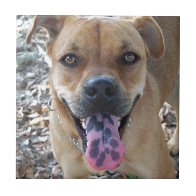 Carreau Bonne langue tachetée de chien (Devant)